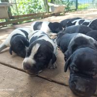 Cuccioli di Braccopointer