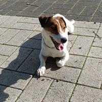 Jack Russel Maschio