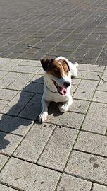 Jack Russel Maschio