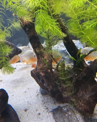 Piranha