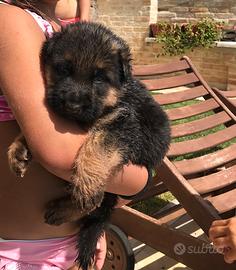 Cucciolo pastore tedesco