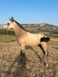 Puledro Spagnolo Buckskin