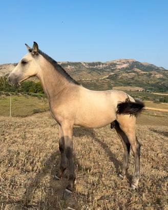 Puledro Spagnolo Buckskin