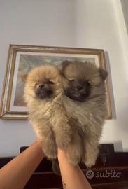 Spitz Pomerania
