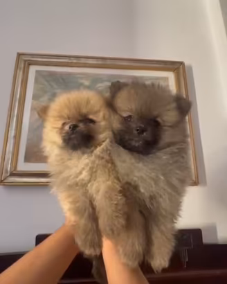 Spitz Pomerania
