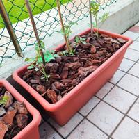 Vasi in plastica da giardino