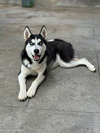 Husky