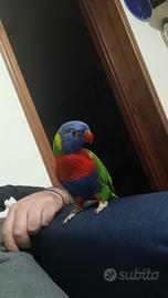 Pappagallo Lori arcobaleno allevato a mano