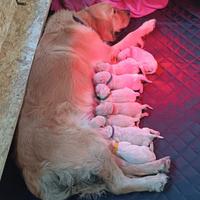 Cuccioli Golden Retriver