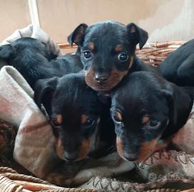 Cuccioli di Pincher nano,Zwergpinscher