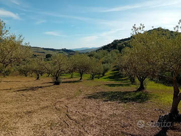 Terreno con uliveto
