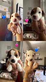 Jack russell
