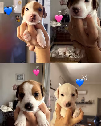 Jack russell