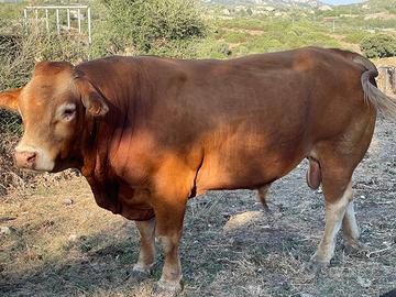 Toro razza limousine 4 anni