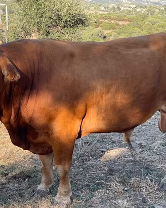 Toro razza limousine 4 anni
