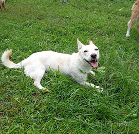 Cagnolina tg piccola