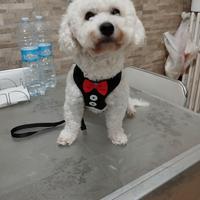 BICHON A POIL FRISE BIANCO 1 anno e 2 mesi