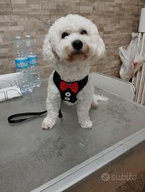 BICHON A POIL FRISE BIANCO 1 anno e 2 mesi