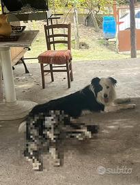 Cane border collie