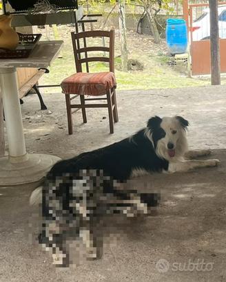 Cane border collie