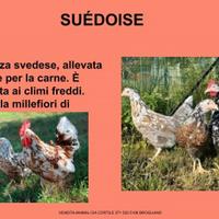 Galline ornamentali suedoise