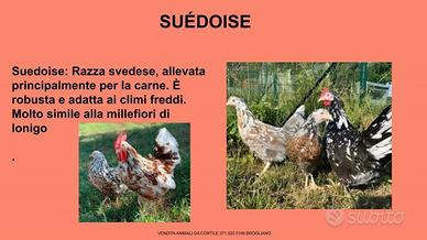 Galline ornamentali suedoise