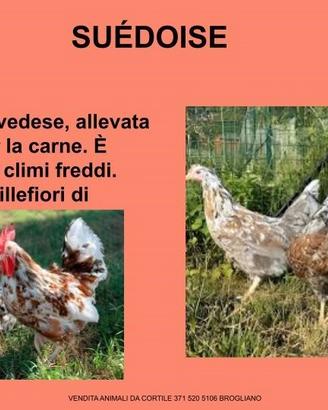 Galline ornamentali suedoise