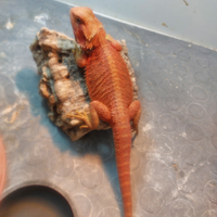 Pogona red / drago barbuto