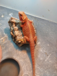 Pogona red / drago barbuto