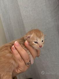 Cuccioli da genitori Mainecoon