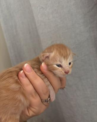 Cuccioli da genitori Mainecoon
