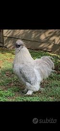 Gallo moroseta