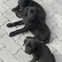 Cuccioli cane corso