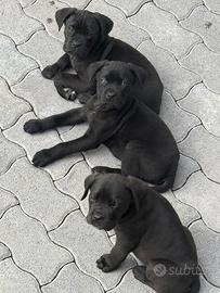 Cuccioli cane corso