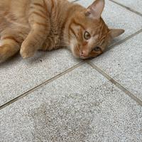 Gatto maschio sterilizzato