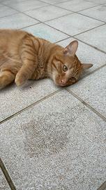 Gatto maschio sterilizzato