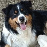 Pastore Australiano riproduttore