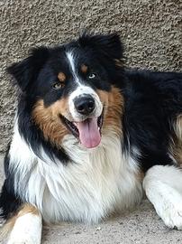 Pastore Australiano riproduttore