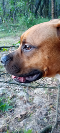 Cucciolo di Amstaff (9 mesi)