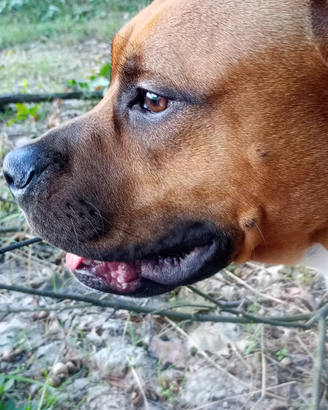 Cucciolo di Amstaff (9 mesi)