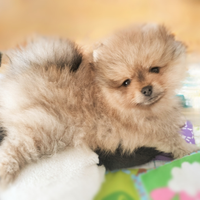 Cane Spitz di Pomerania nano con Pedigree ENCI