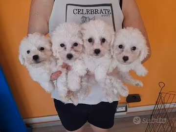 Bichon a pòil frisè