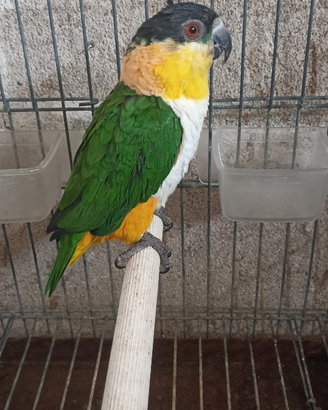 Caicco testa nera