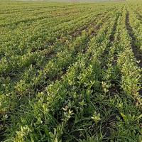 Trifoglio Alessandrino per foraggio