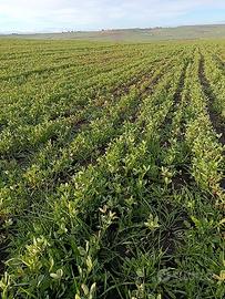 Trifoglio Alessandrino per foraggio