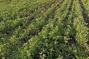 Trifoglio Alessandrino per foraggio