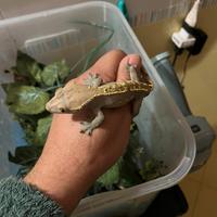 Geko Ciliatus adulti e baby 2025