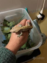 Geko Ciliatus adulti e baby 2025