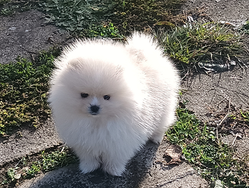 Spitz di pomerania nano