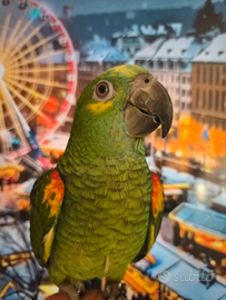 Pappagallo Amazzone fronte blu parlante